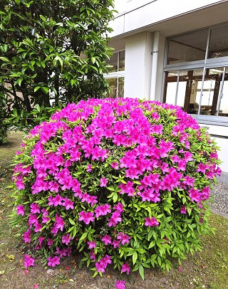 つつじ